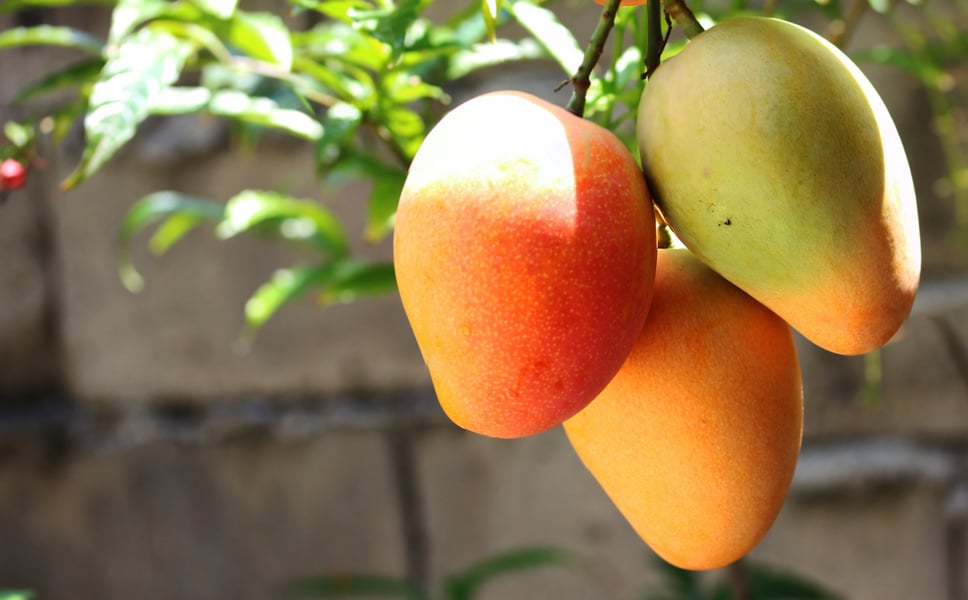 Fresh Raw Mangoes