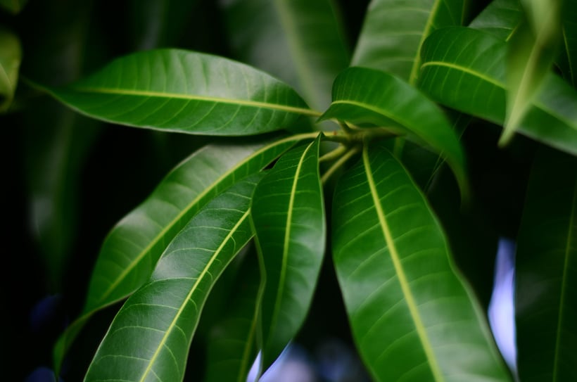 mango leaves close up